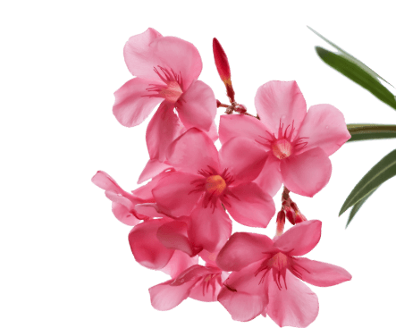 Pink oleander flowers with green leaves on a transparent background.