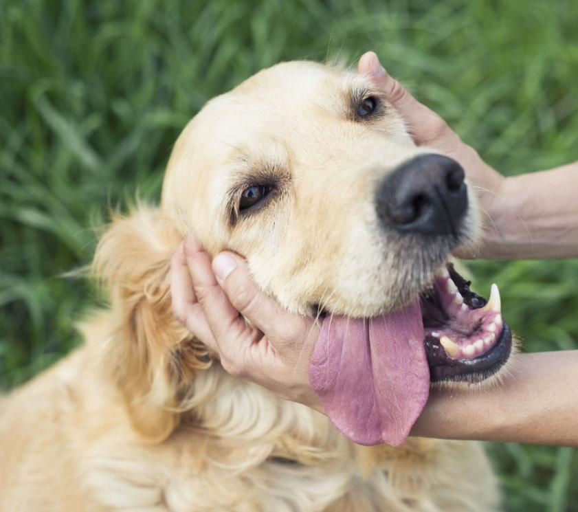 Cane felice con la lingua fuori, accarezzato dalle mani del proprietario.