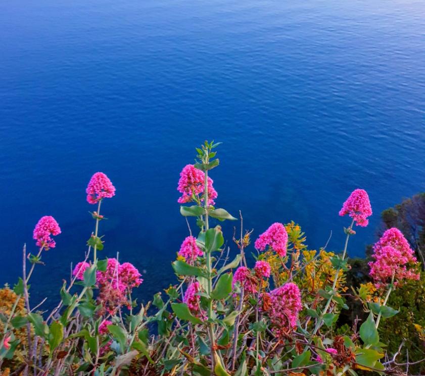 Fiori rosa su una scogliera con vista sull'oceano blu.